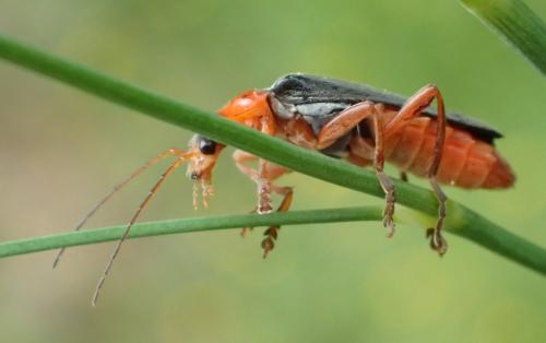 Réf. 211 070 : Cantharis pellucida